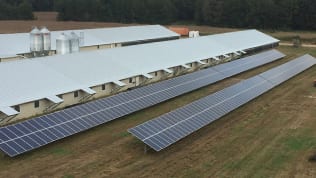 Solar Ground Mount Installed Outside Poultry House